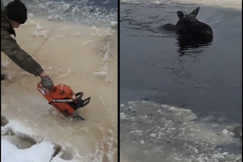     Самку лося из замерзшего озера спасли работники лесхоза в Гомельской области. Фото: скриншот с видео, опубликованного в телеграм-канале лесоводы Гомельщины