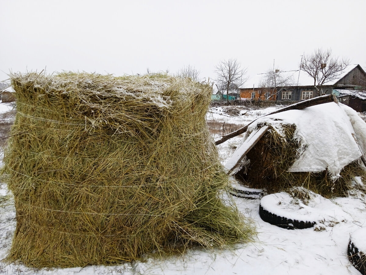 сенца подкинули)