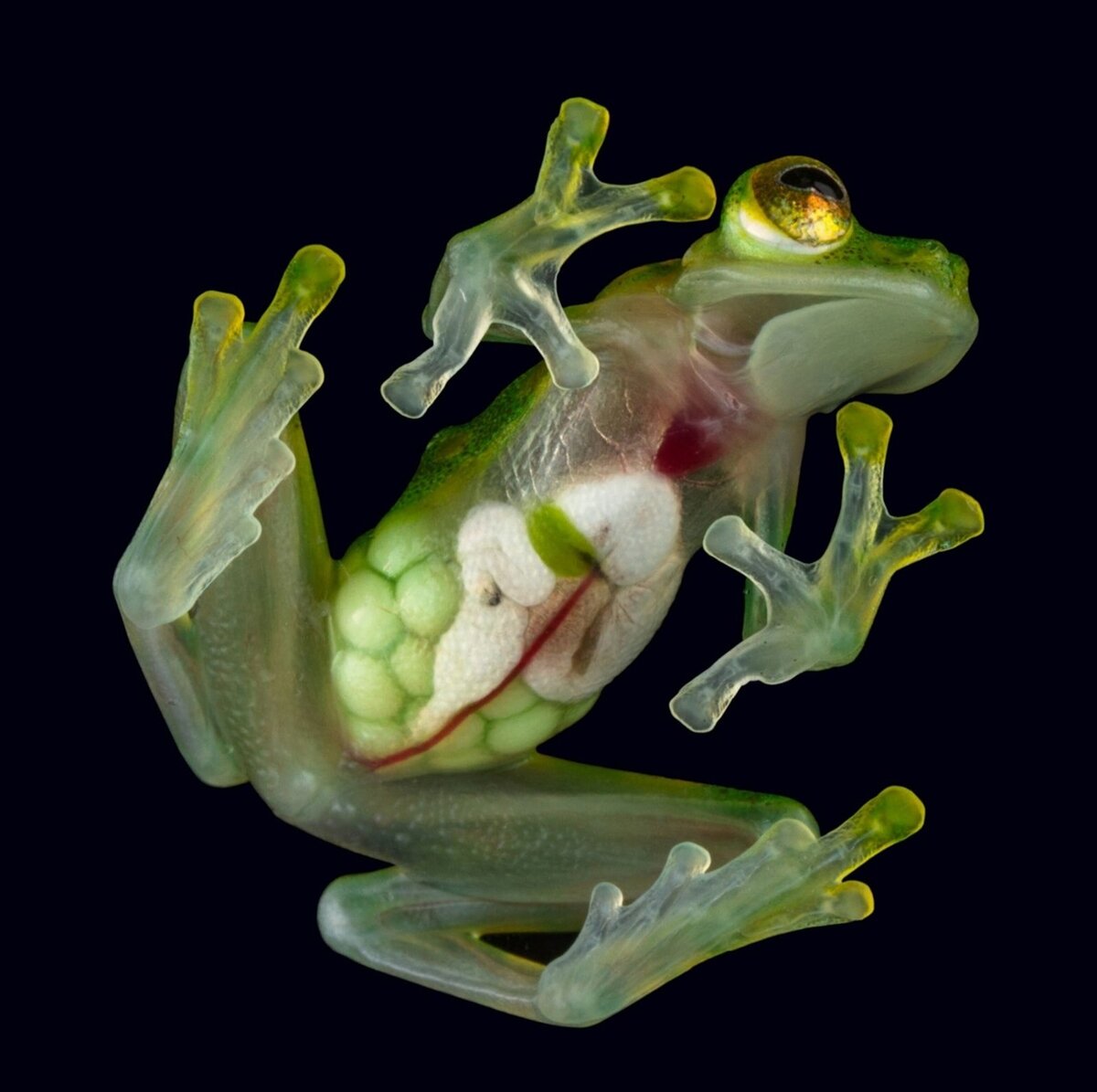  Hyalinobatrachium fleishmanni