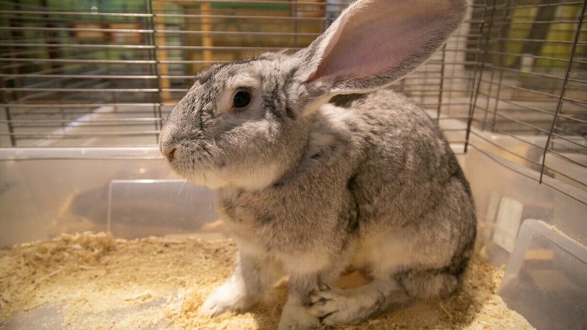     Депутат Алексей Зверев поздравил коллег по Волгоградской городской Думы с кроликом на руках. Он объяснил это тем, что кролик, символ 2023 года, по натуре своей мягкое и пушистое животное.