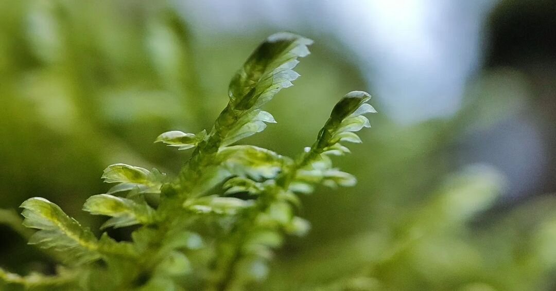 📍Abkhazia 
.
📱Xiaomi 11T Pro
.
.
______________________________
#macro #macrophoto #abkhazia #nature #art #composition #macrocomposition #photography
#Макро #макрофото #абхазия #природа #арт #композиция #фотограф
