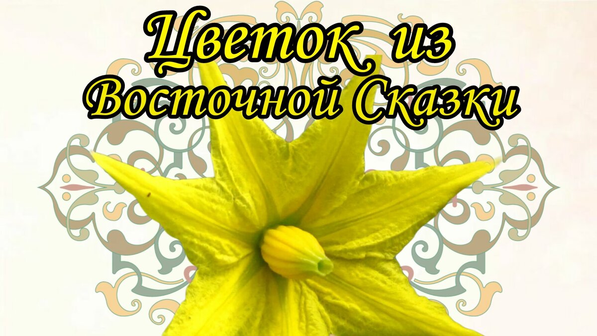 Вот такой у меня должен вырасти цветочек. Не аленький конечно, но тоже вполне симпатичный.