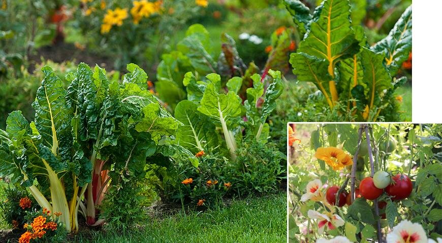 Огороды лидируют в садовых интересах