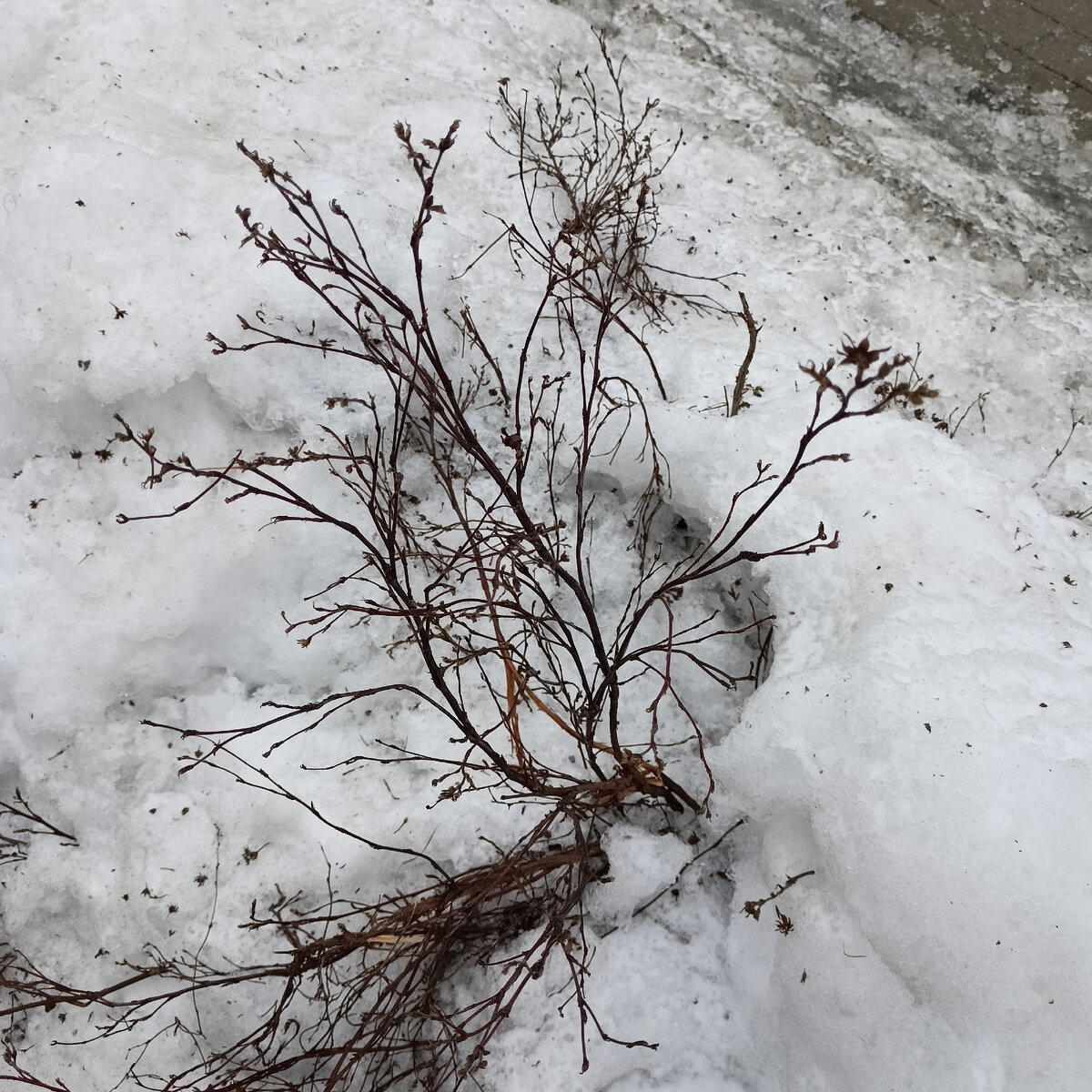 Вот так выглядит сейчас)) конец января.