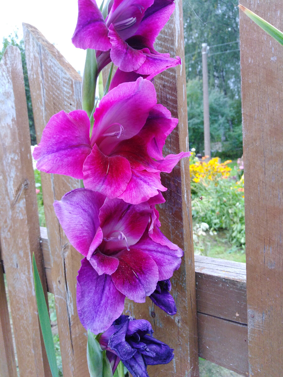 Фиолетово-неоновые