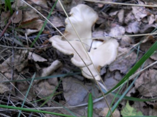 Рядовка майская - очень вкусный гриб в маринованном виде. НО! Для нашей Омской обл. редкость. Растёт рано и не везде. А мы в начале лета практически не ездим, клещей боимся да и на даче работы много.