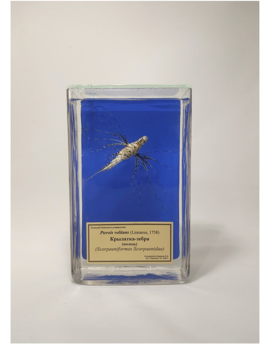 Новый экспонат молоди Крылатки-зебры Pterois volitans