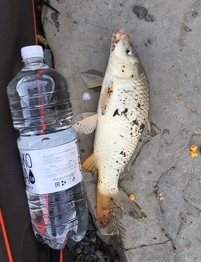 Отчет с озера Абрау. Карпик 