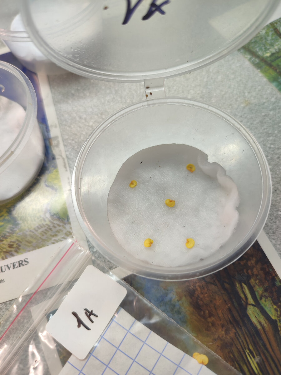 Простого замачивания в воде обычно достаточно