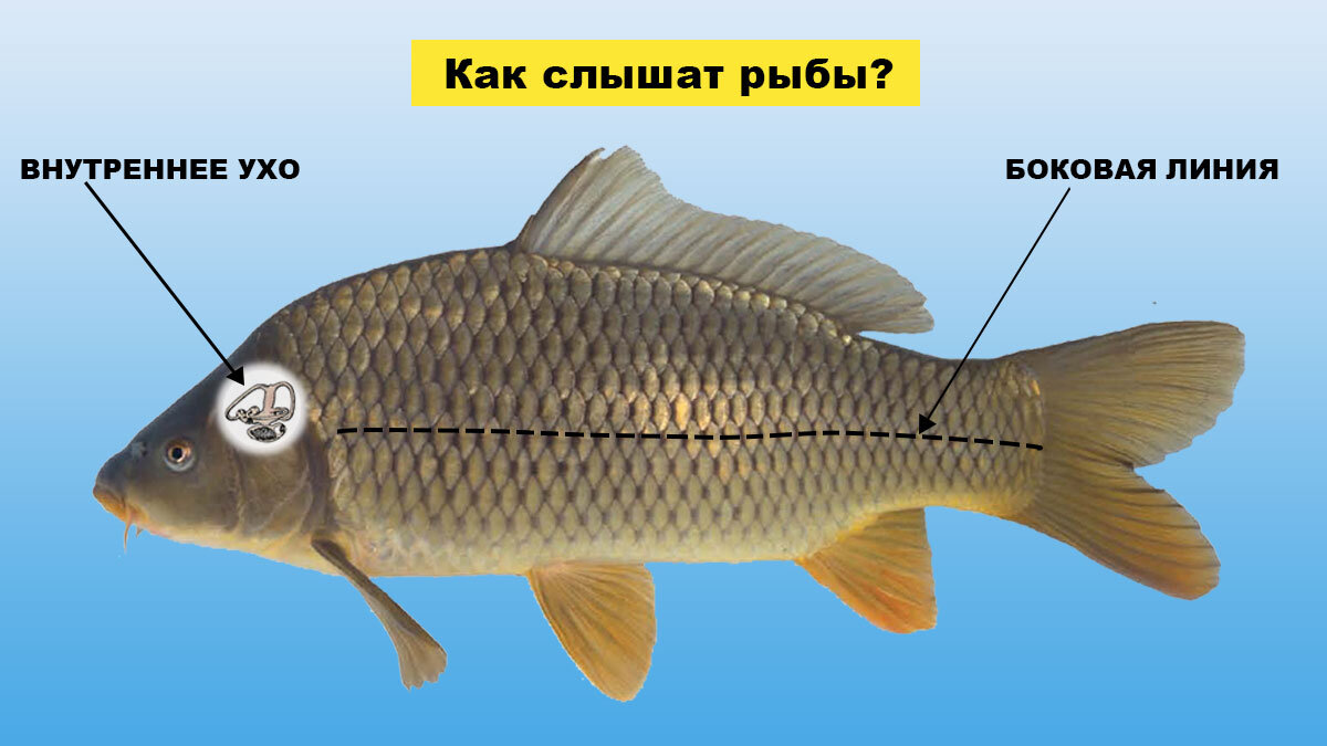 Как ловить рыбу на разные способы? Информация и советы