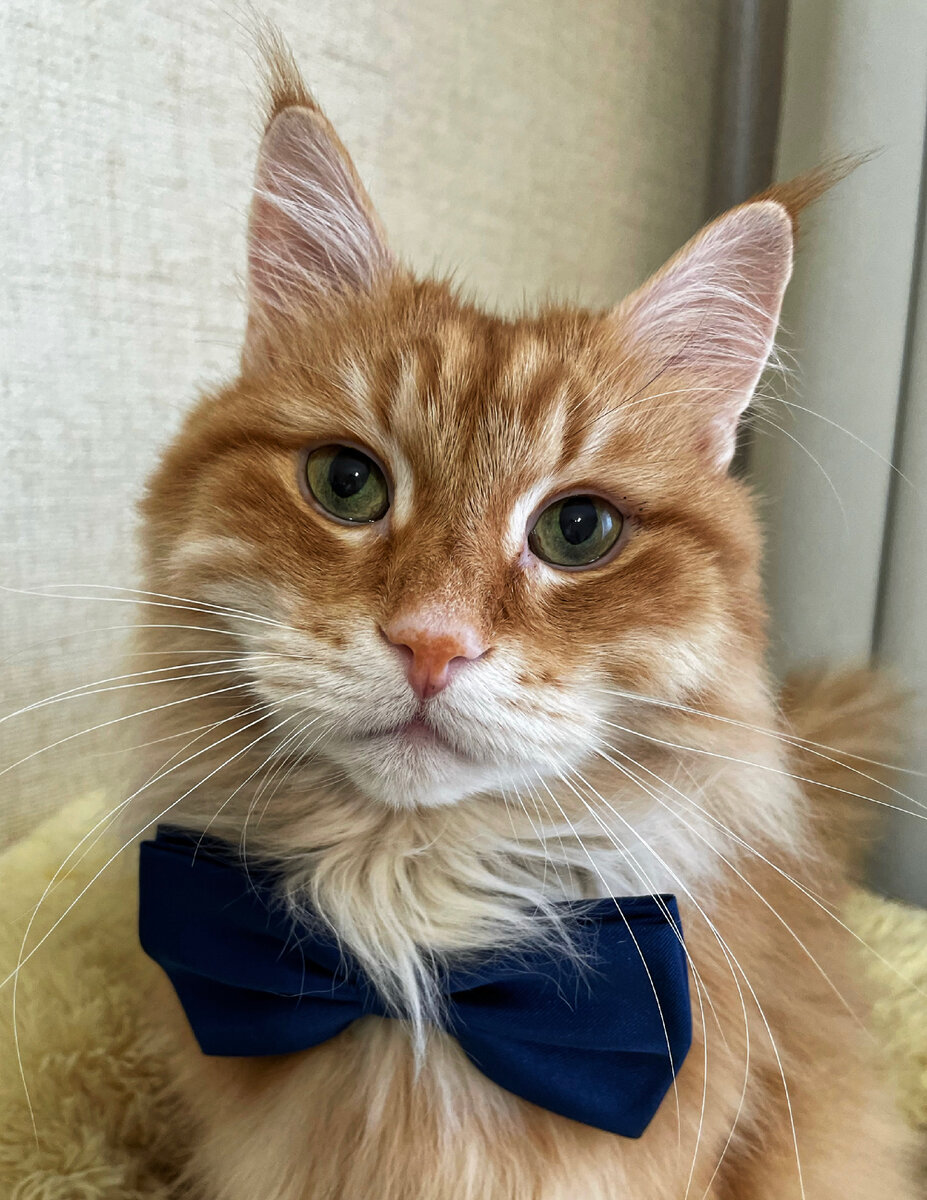 Кот Цезарь всех поздравляет со своим праздником.