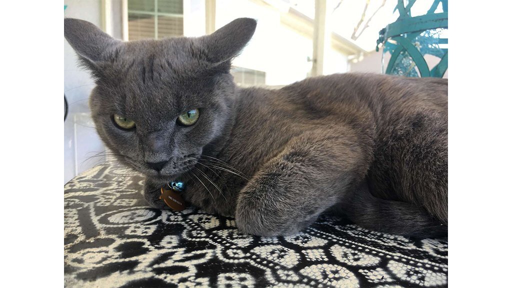    Кот