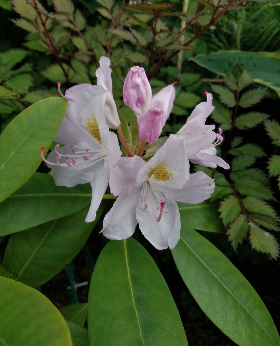Рододендрон "Каннингемс Уайт" на даче, даже цветет