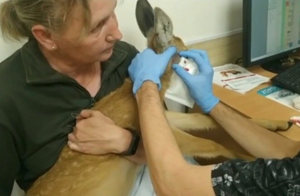     В фонде Татьяны и Альберта спасают сотни животных. Фото: соцсети Татьяны Голик