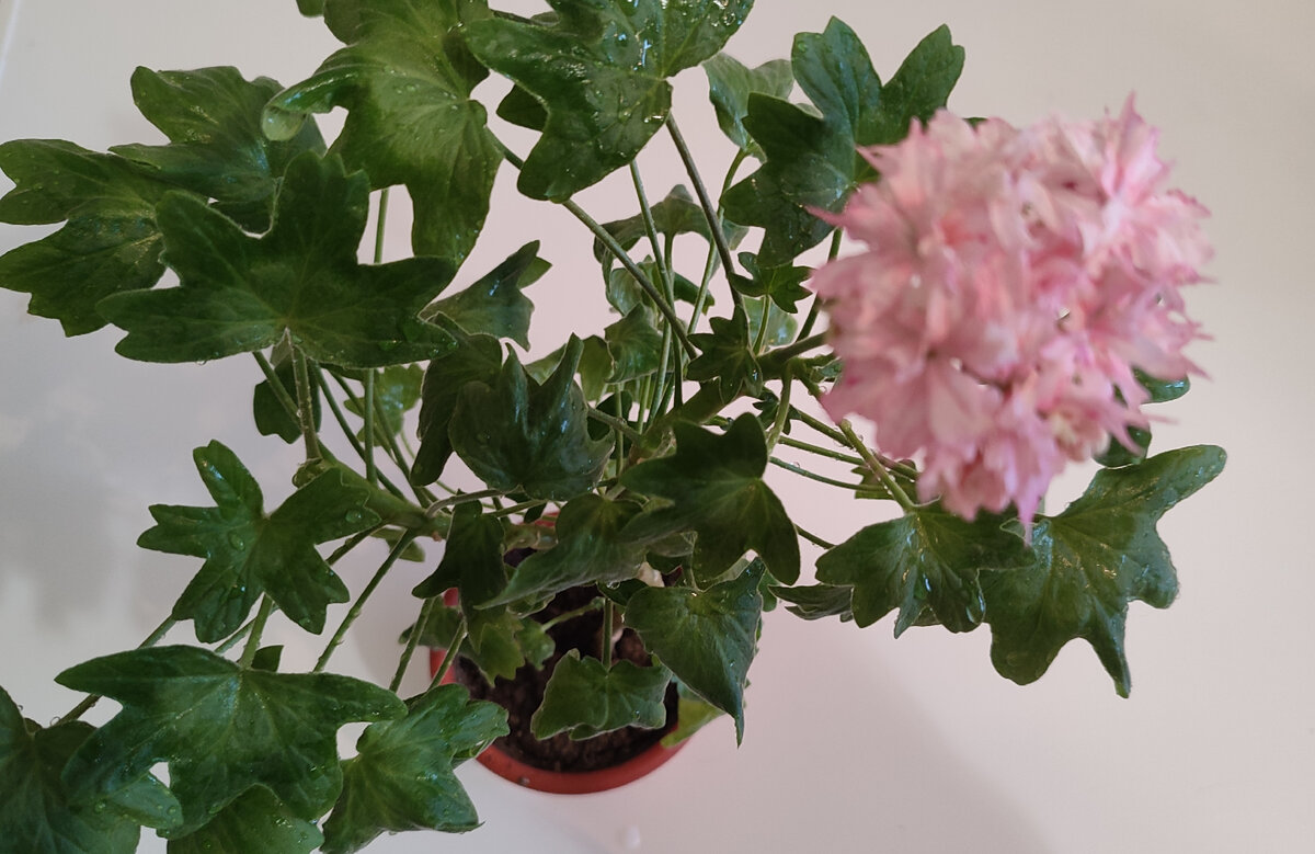 У меня есть белая и красная герань... а вот теперь и розовая👍