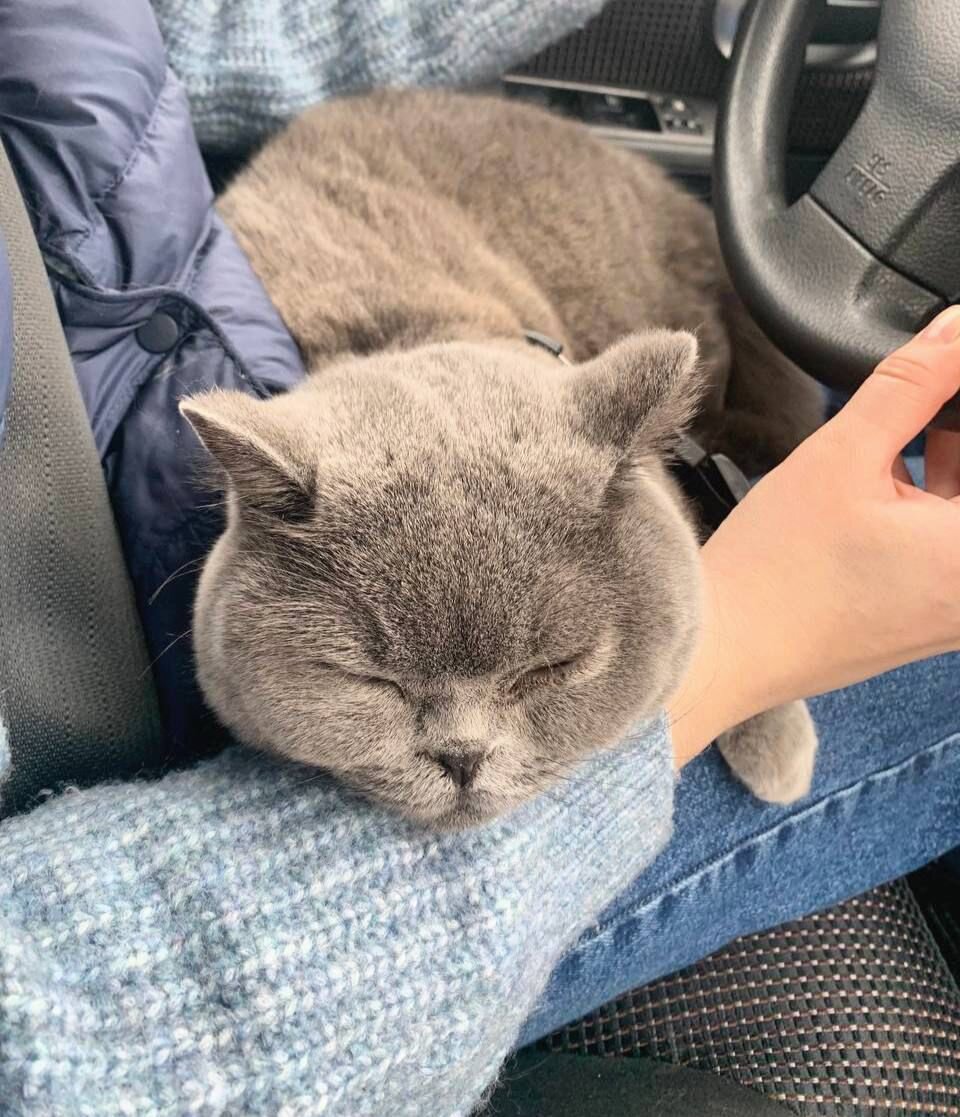 Кошка в машине спала на коленях и подруливала хвостом