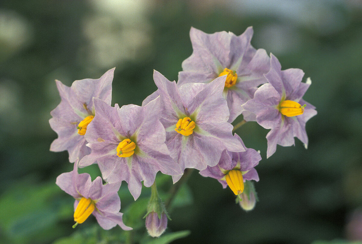 Solanum tuberosum цветок