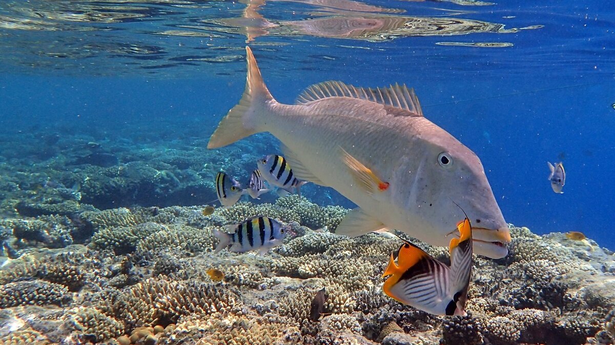 Globefish красное море