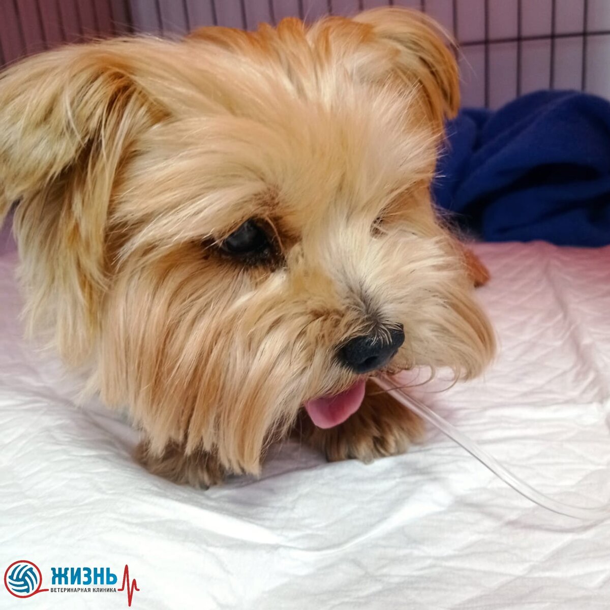 Йоркширский терьер на приеме в ветеринарной клинике в Калуге "Жизнь"