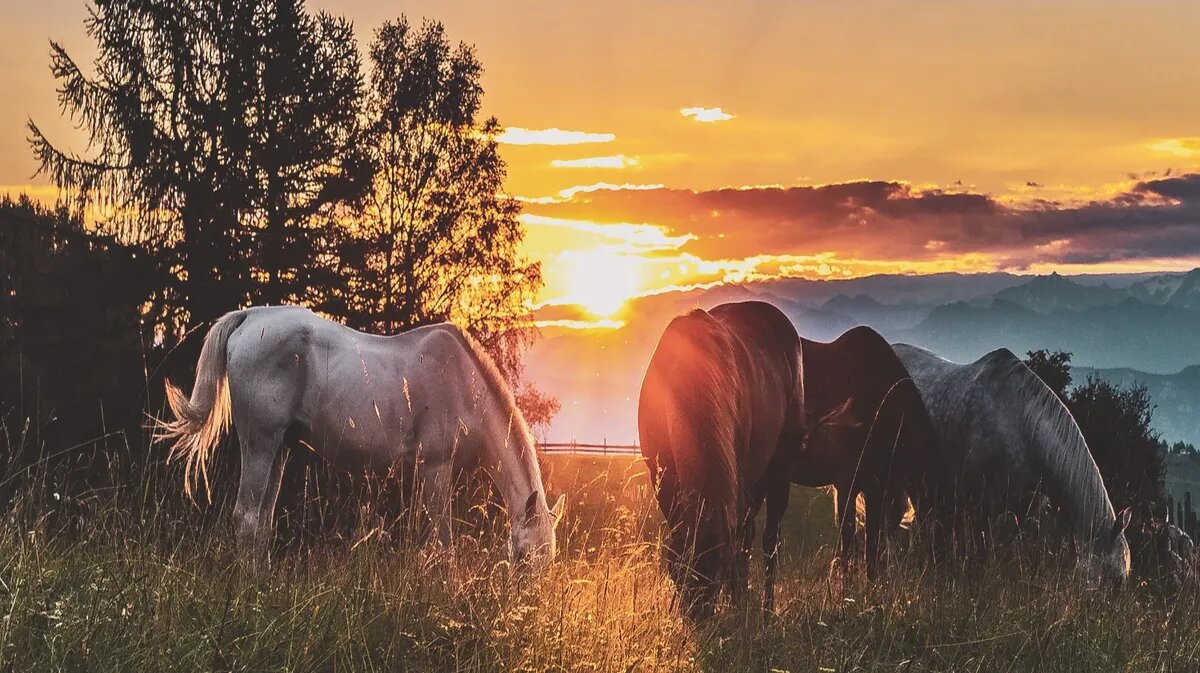 Магнитные атаки на 14, 15 и 16 числа. Фото: www.piqsels.com