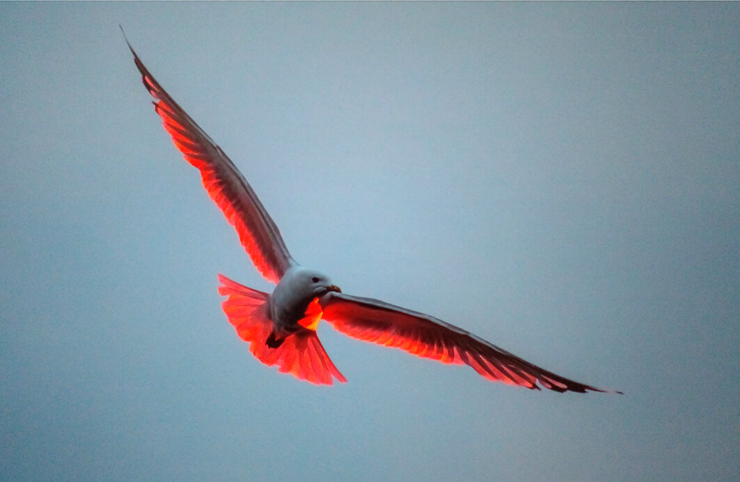 Ксения Соварцева. ВЕСТНИК РАССВЕТА (сизая чайка на восходе солнца, Московская область)