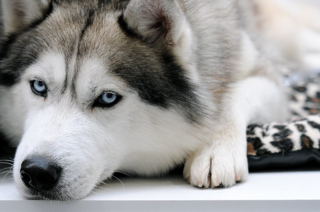 Хаски – это одна из самых популярных пород собак в мире. Эти животные привлекают внимание своей красотой и харизмой.