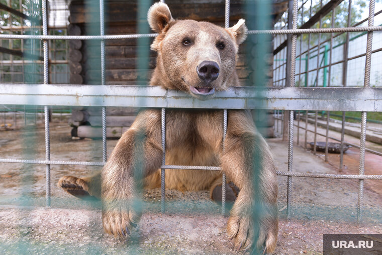    Выход медведей из спячки означает окончательный приход весны
