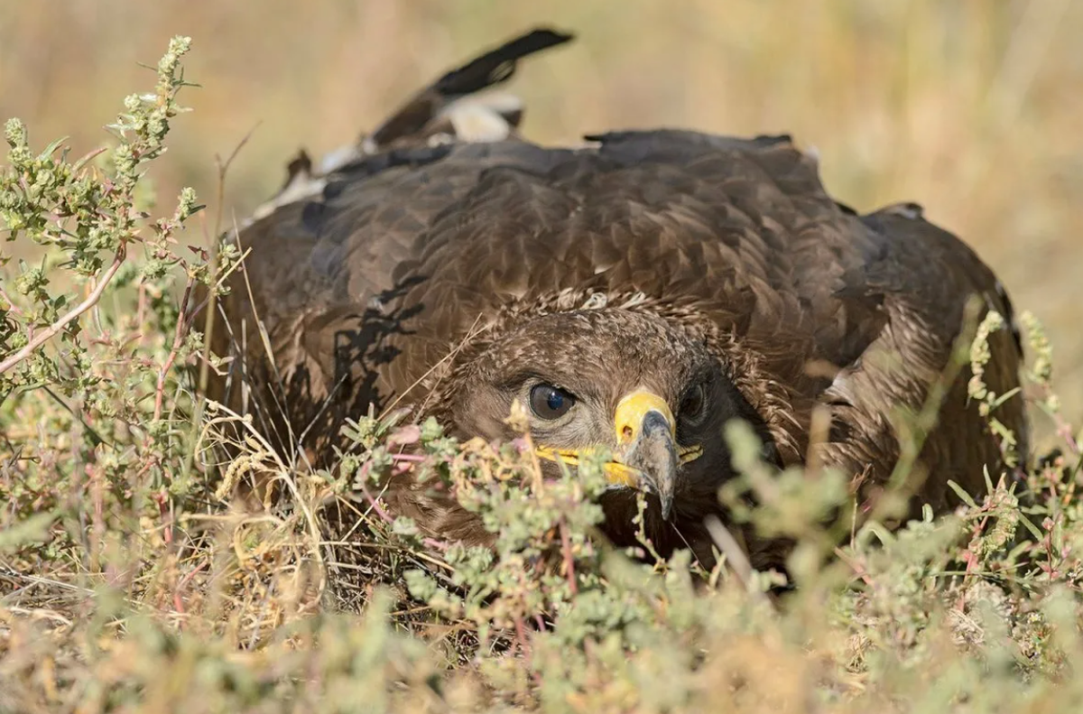 Странные у вас в степи котики. Пернатые. 