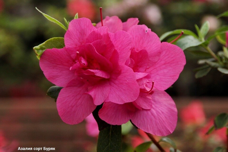     Специалисты вывели более 50 новых сортов цветов.  Пресс-служба ТГУ