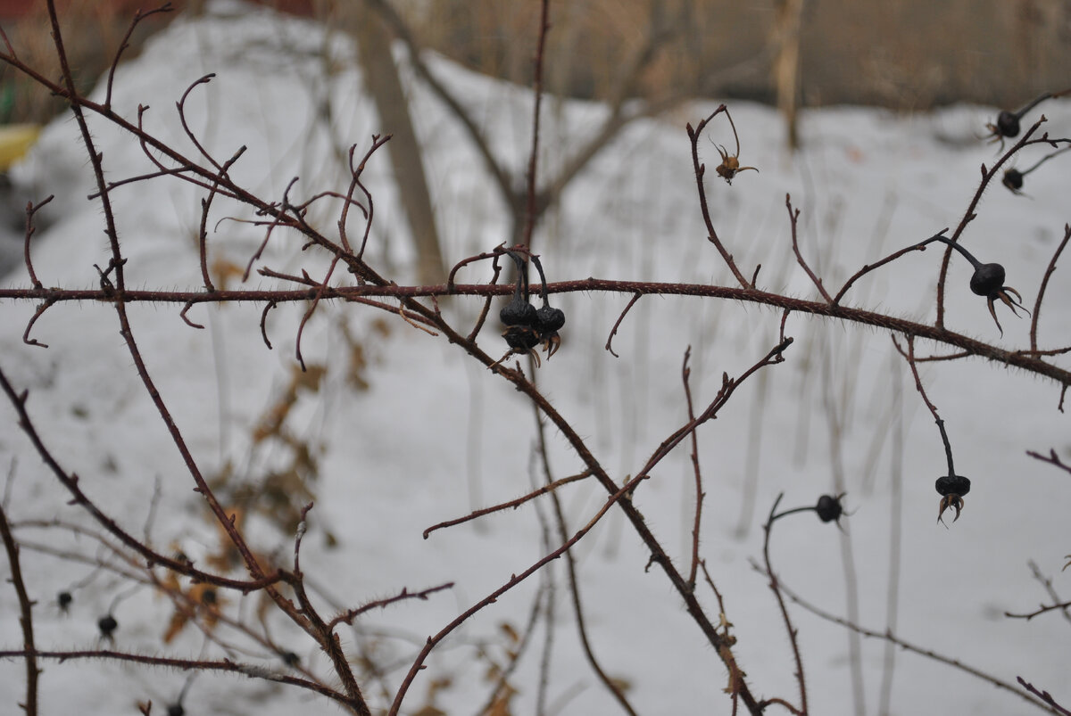 Какая-то ягода. Где-то на Красной. 