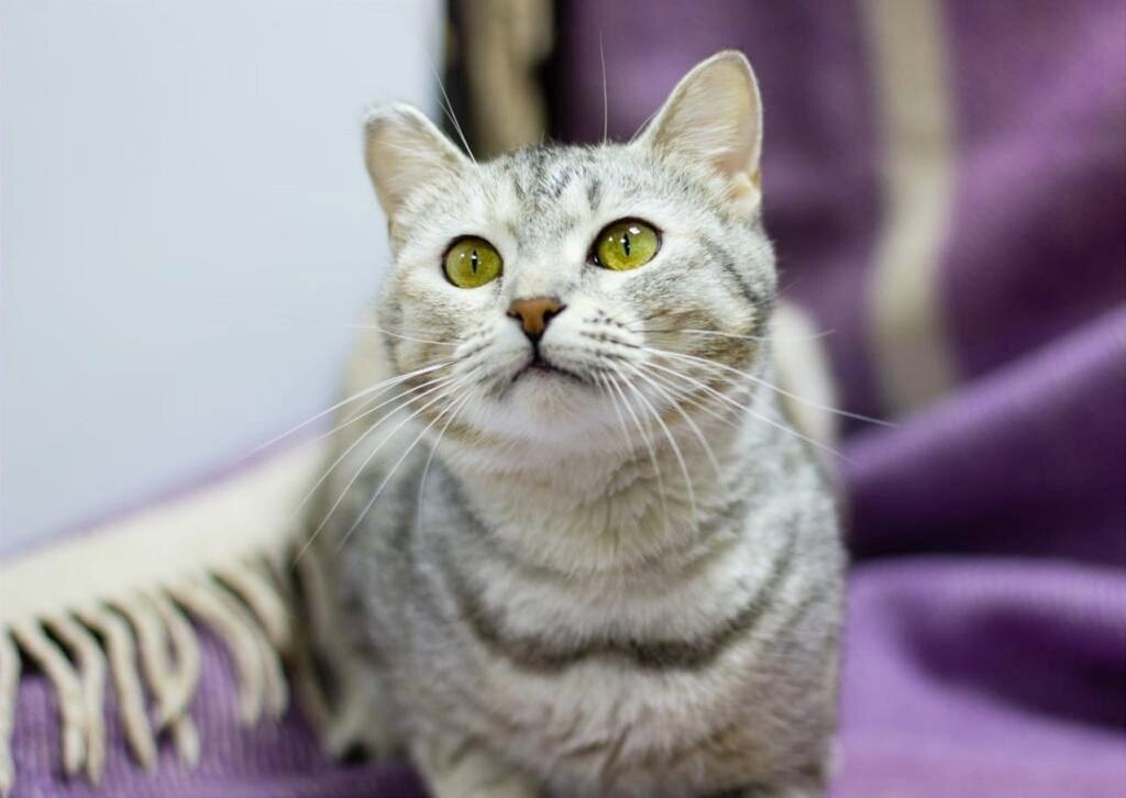 Миртл – воплощение женственности и нежности, она кокетка и красавица, она добрая и невероятно ласковая, она мудрая не по возрасту и терпеливая. Миртл любит людей всем своим сердцем, всей своей душой до кончика каждой шерстинки. 