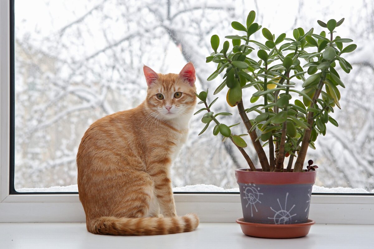 Кошка домой. Кошка на подоконнике. Кошачий цветок комнатный. Котик на подоконнике. Рыжий кот на подоконнике.