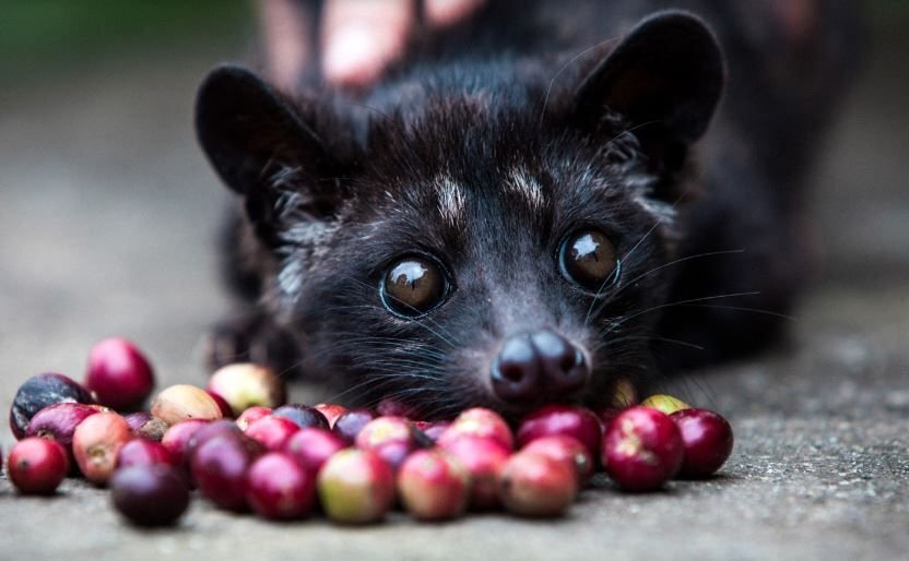      Самый дорогой кофе получают необычным способом: из экскрементов пальмовой куницы. На фото куница мусанг и вишнёвые ягоды
