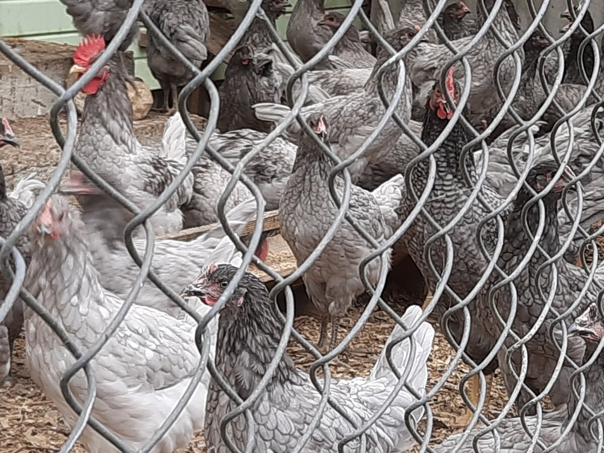 фото автора. Голубой Доминант