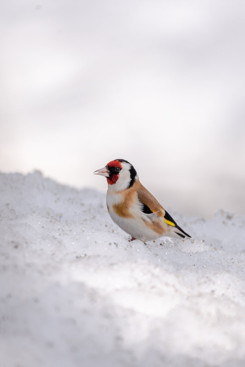     Goldfinch        -     184173229