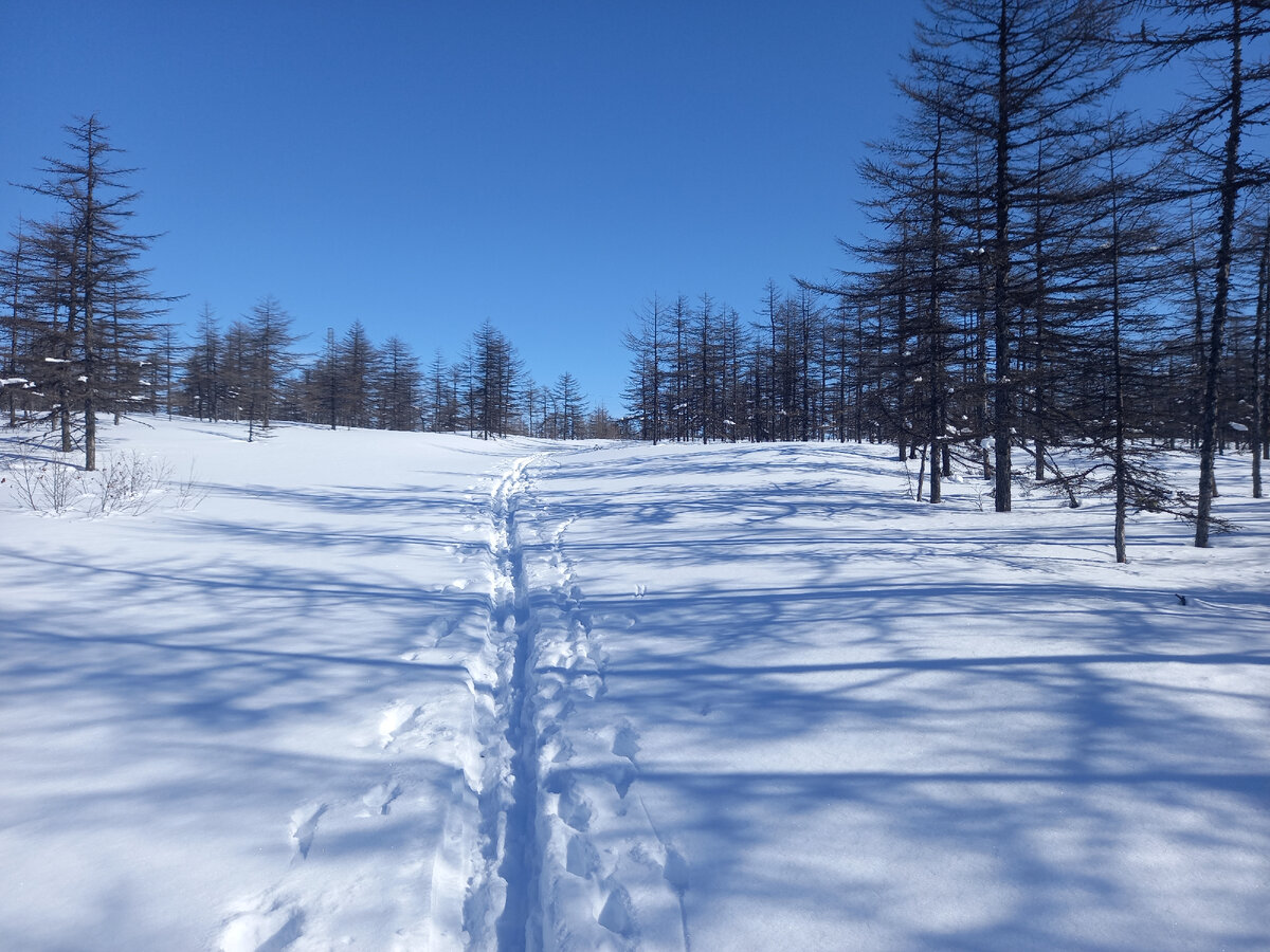 Подъем. Здесь лиственниц достаточно, но лишайников нет.