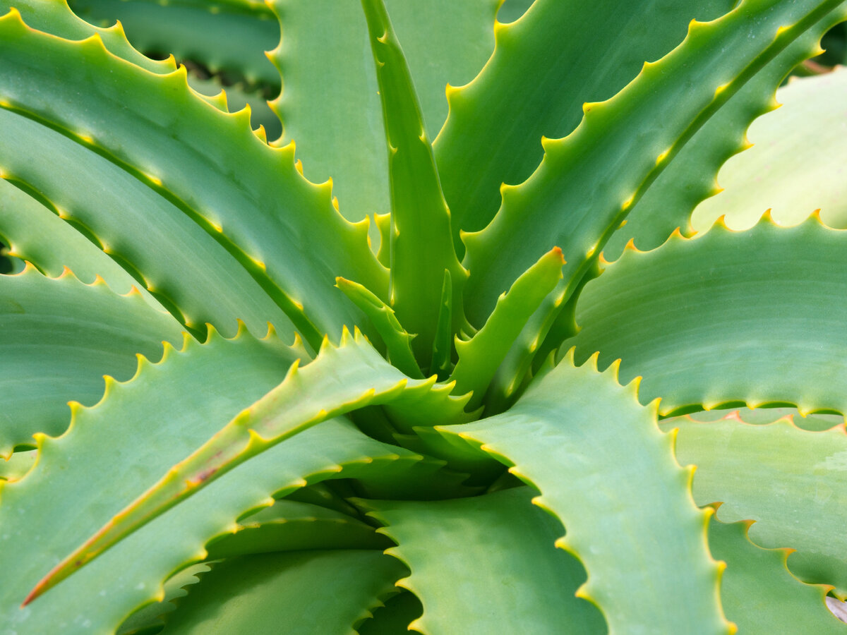 Алоэ древовидное (Aloe arborescens). 103. Aloe arborescens. Алоэ интересные факты. Род алоэ в русском