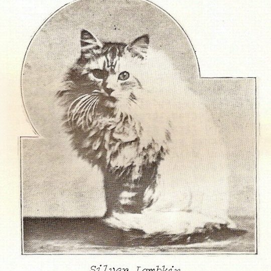 Золотая британская шиншилла