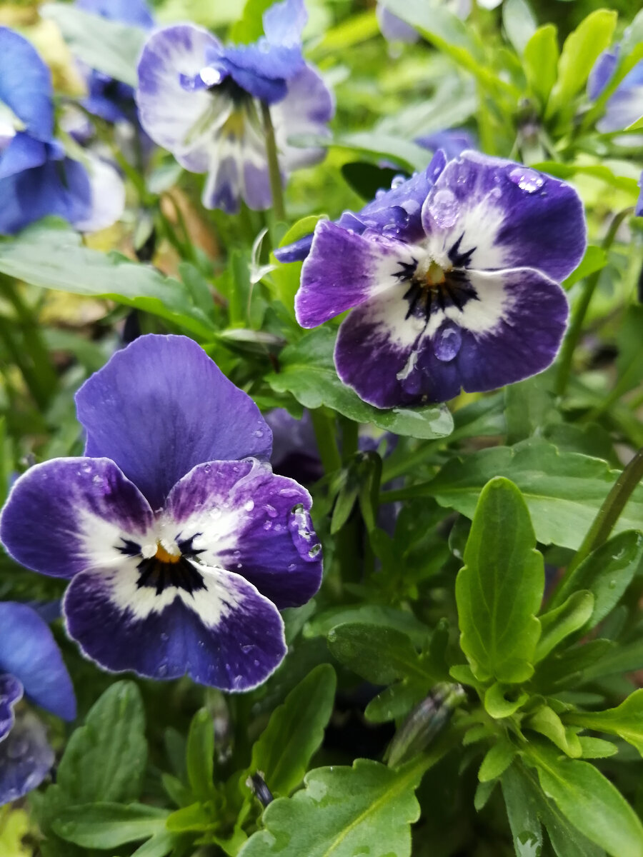 Виола "Гжель"