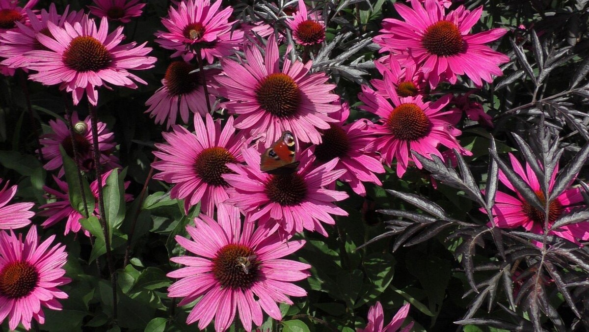 Эхинацея пурпурная