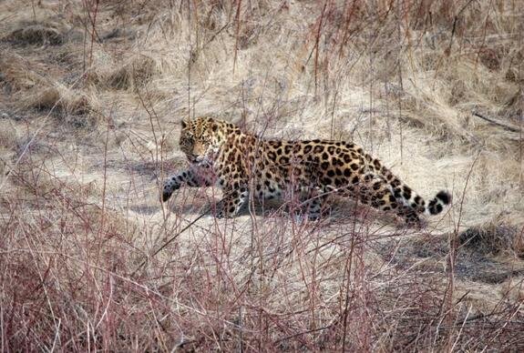    Екатерина-Блидченко, leopard-land