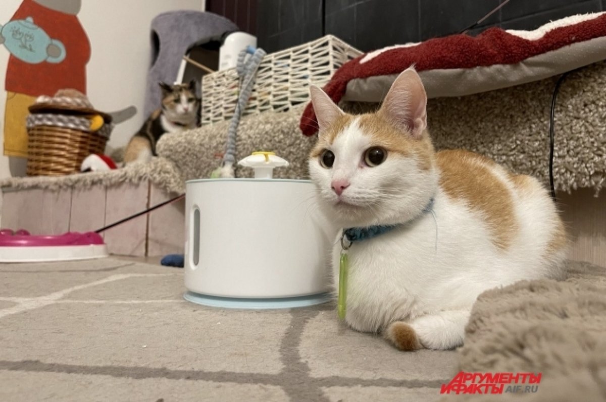    Часть обитателей приюта живёт в котокафе «Котовский», но переселить туда всех невозможно.