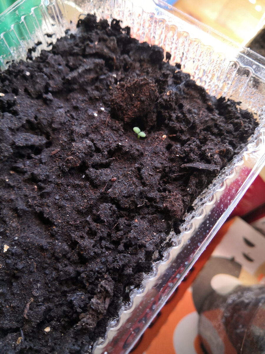 Розмаринчик