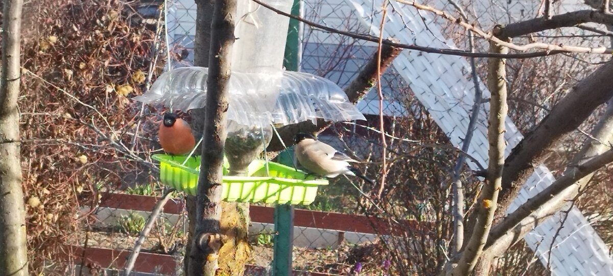 Семейная идиллия.