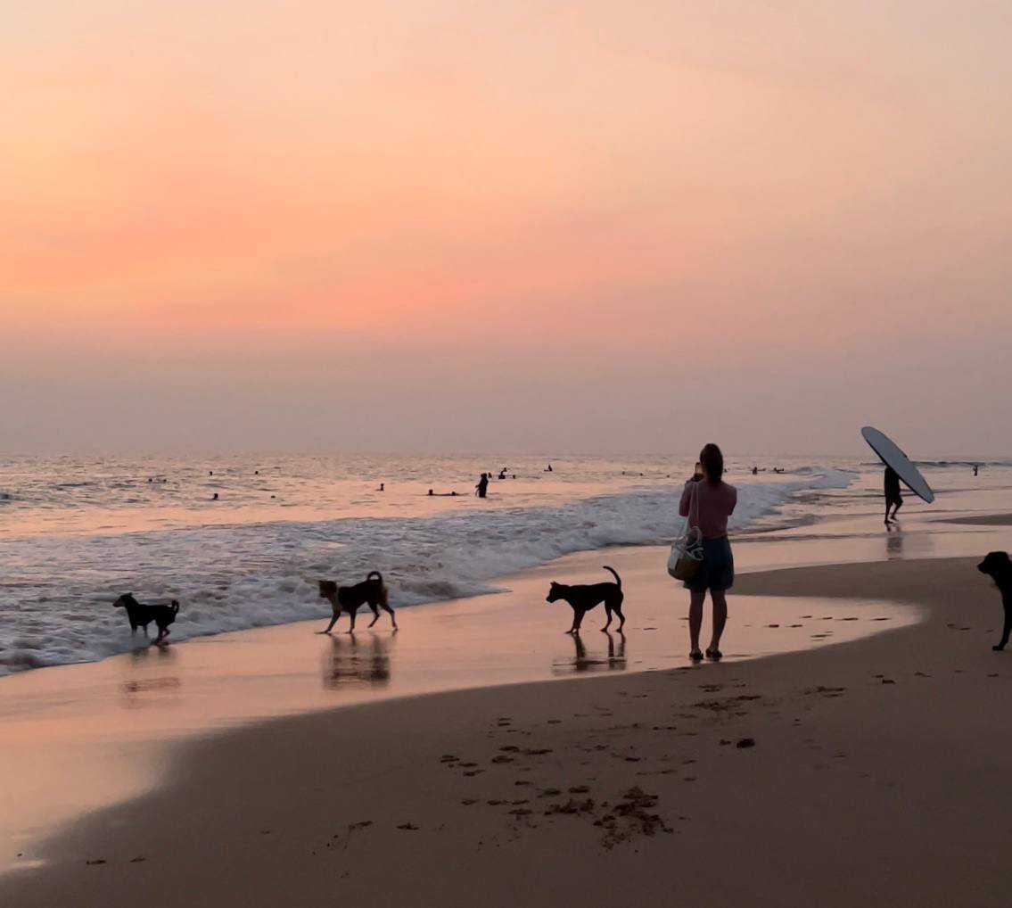 Собаки играют на закате. Хиккадува, Шри-ланка