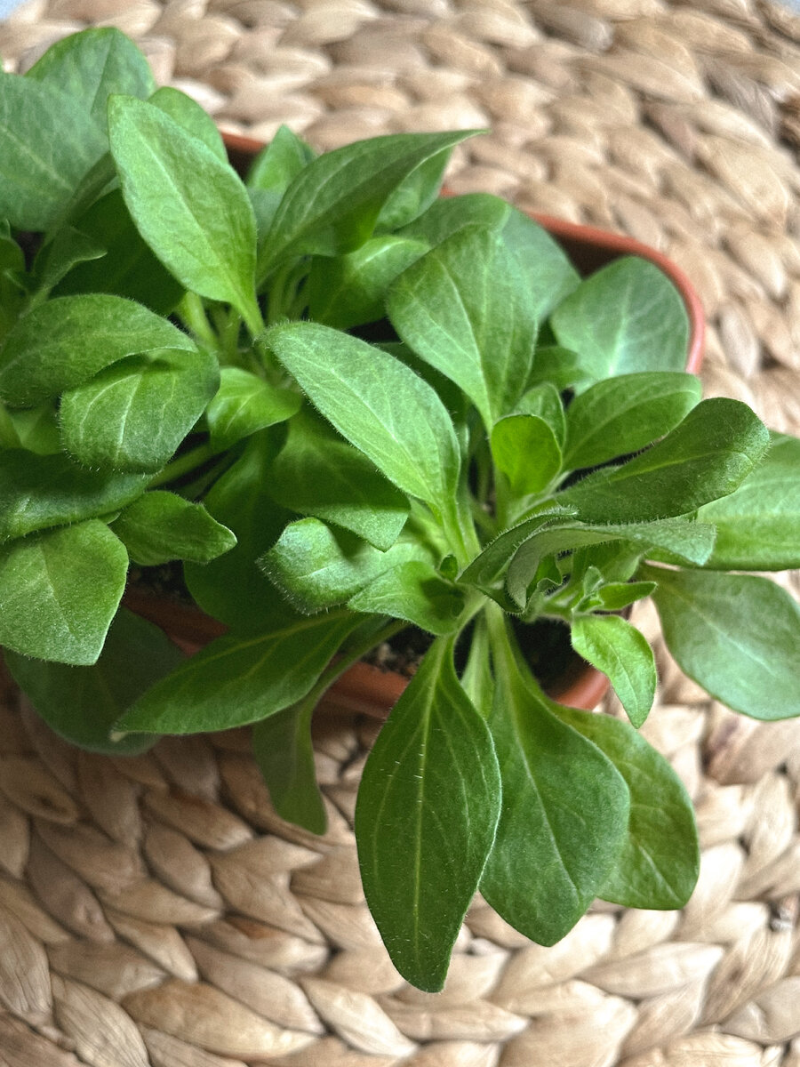 Наши красавицы!