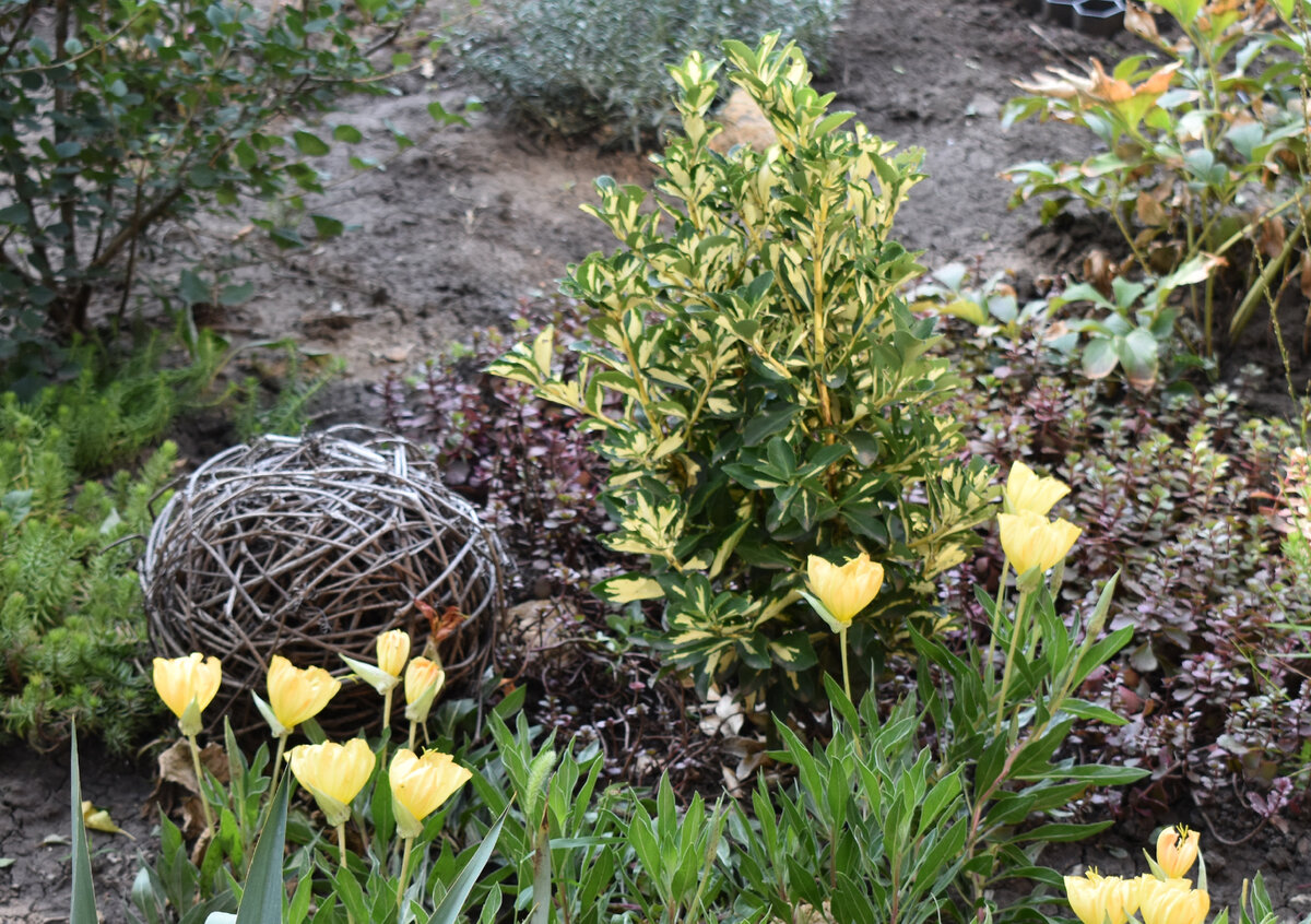 Бересклет японский Экстаз