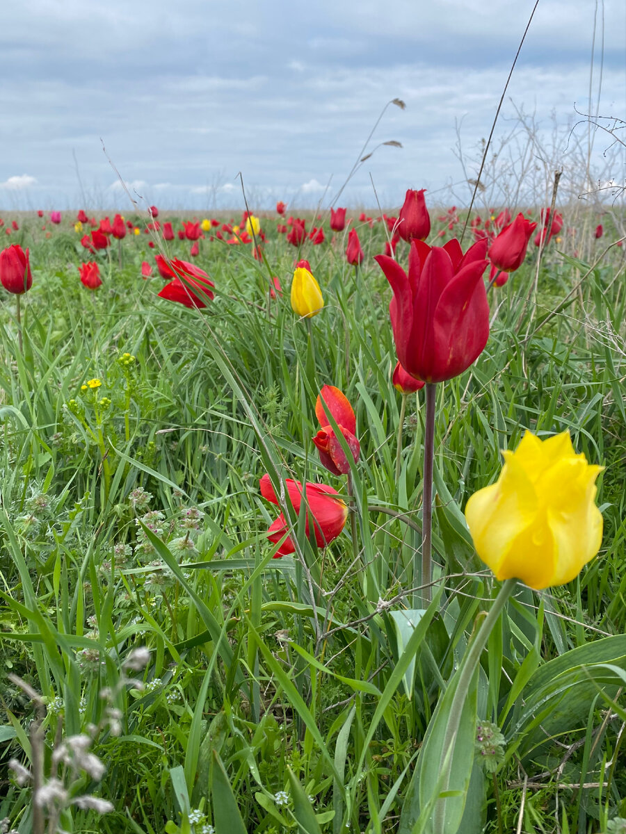 Остров тюльпанов в Калмыкии. Фото: авторское 