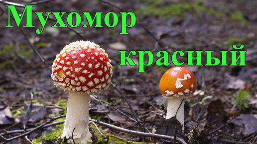 Мухомор красный