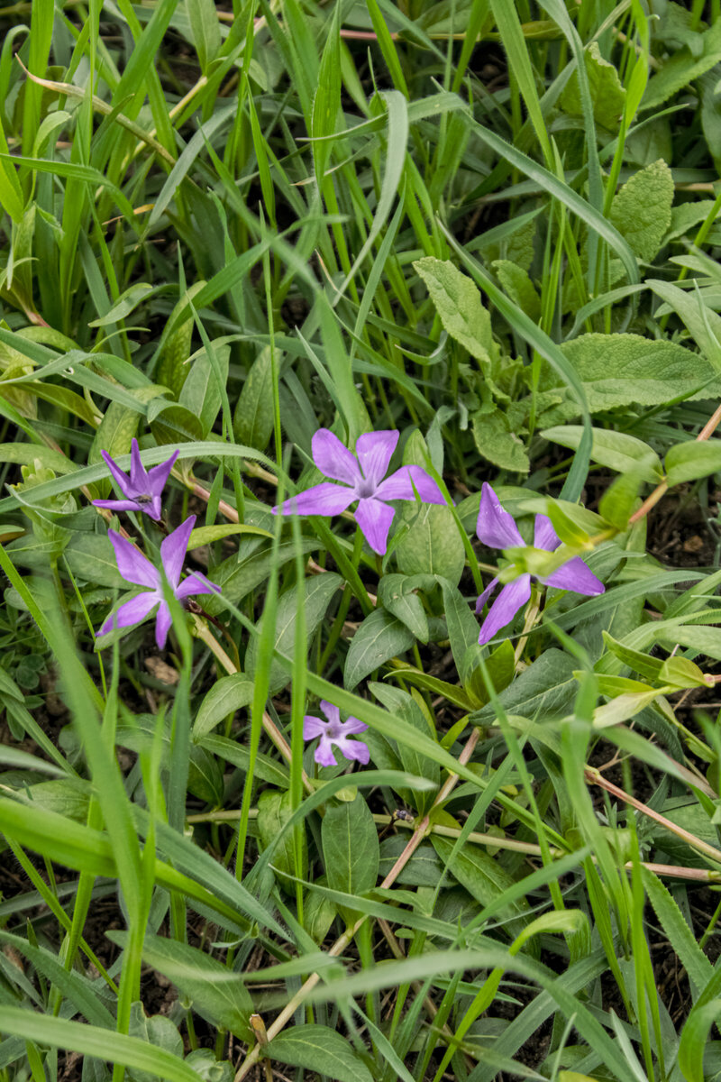 #дзен #фотостатья #растение #природа 